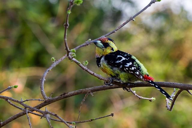 145 Okavango Delta, kuifbaardvogel.jpg